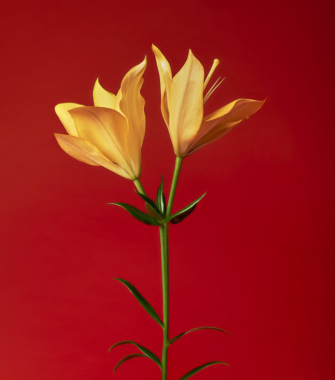 Vivid close-up of a yellow flower atop a radiant red background, evoking warmth and vitality.